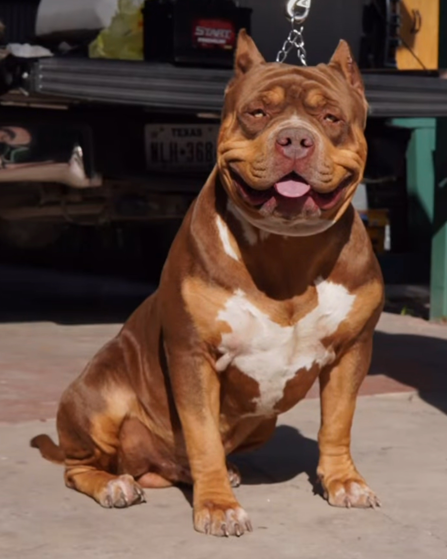 Dog Featured Image