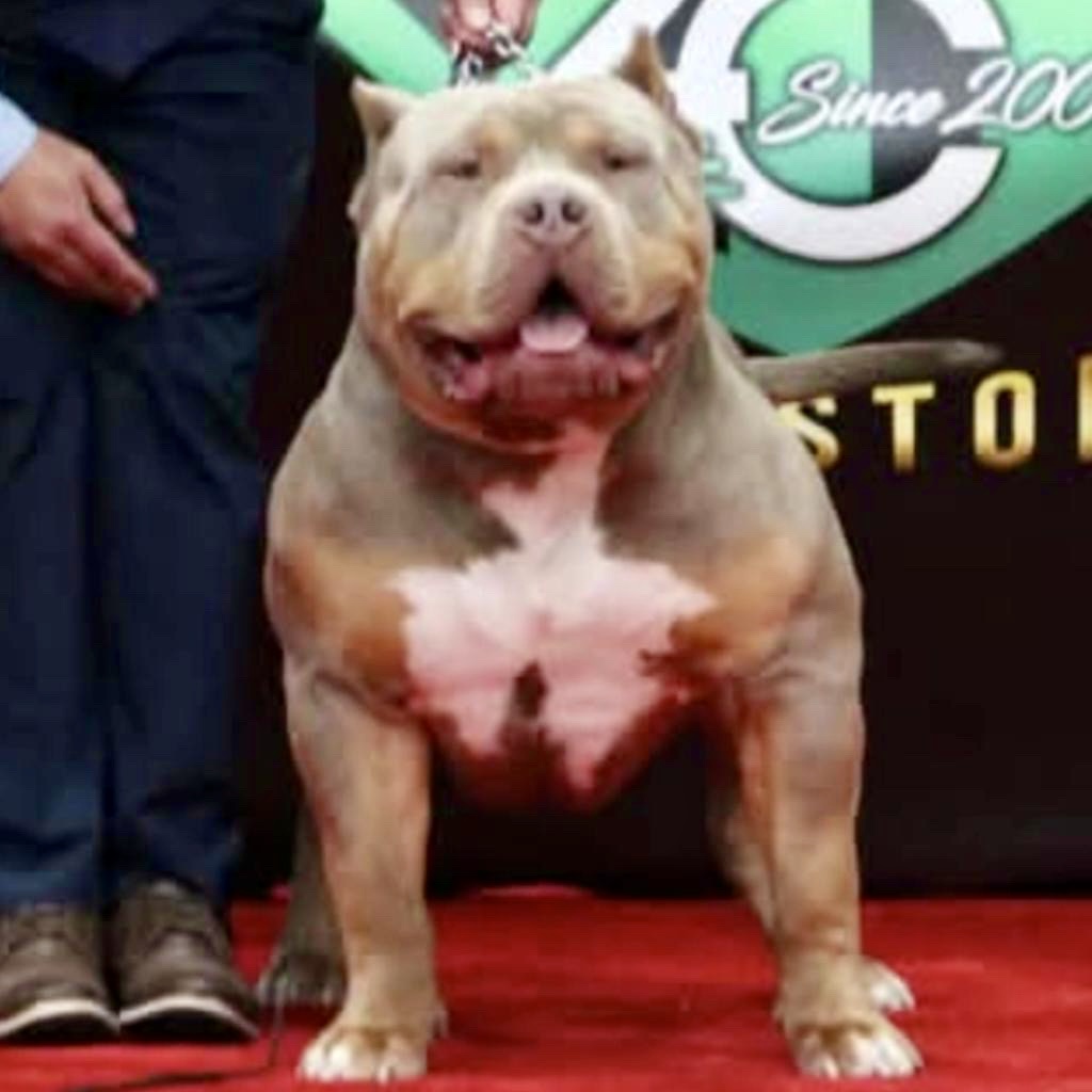 Dog Featured Image