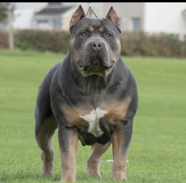 Dog Featured Image