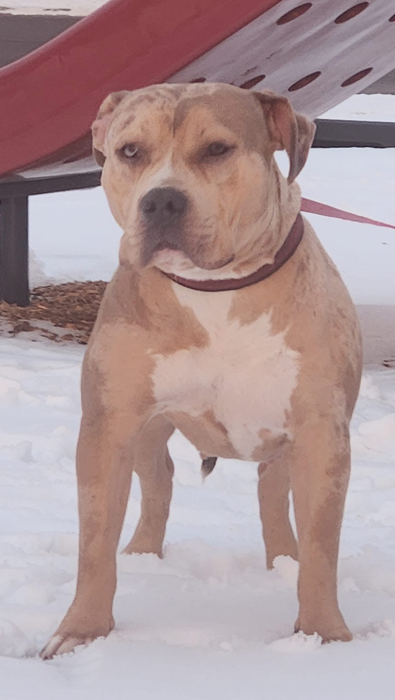 Dog Featured Image