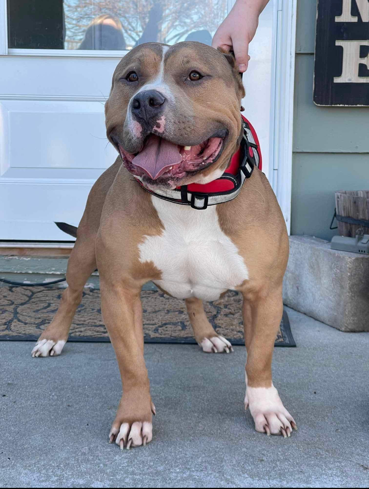 Dog Featured Image