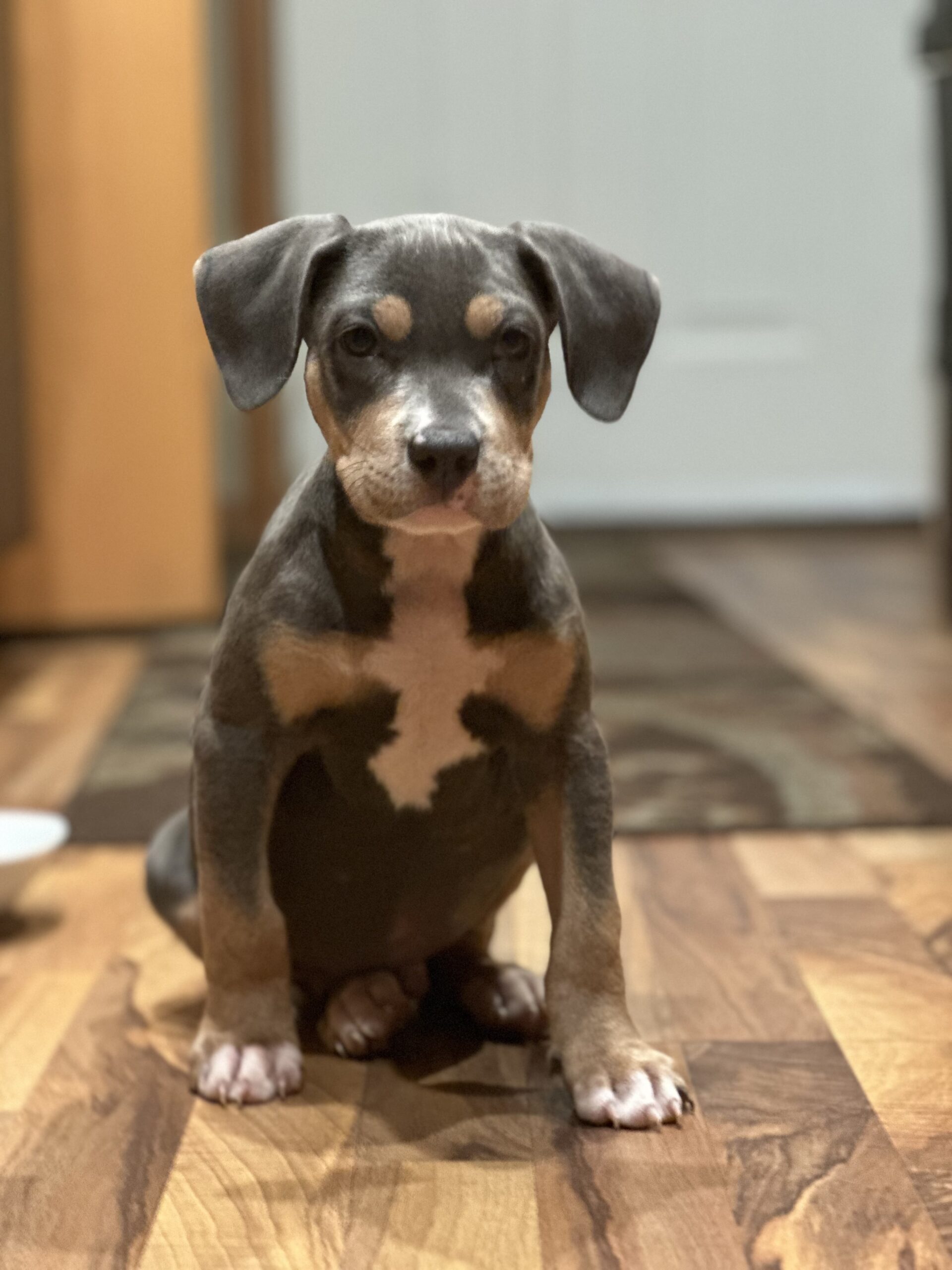 Dog Featured Image
