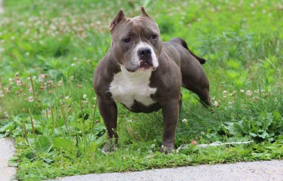 Dog Featured Image