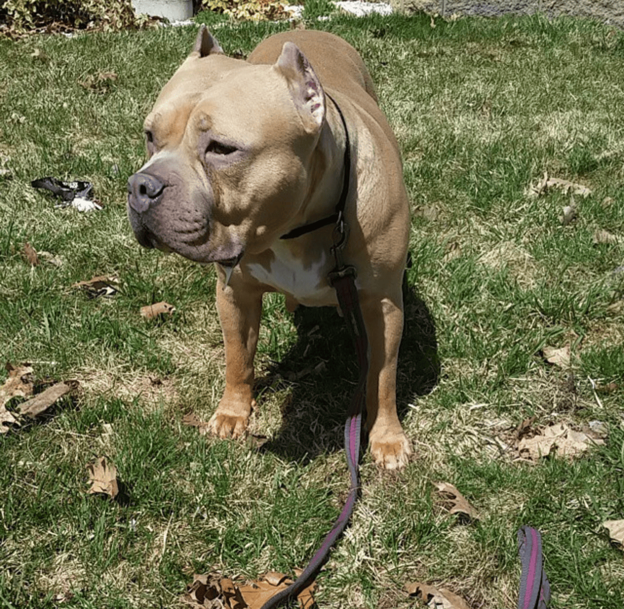 Dog Featured Image