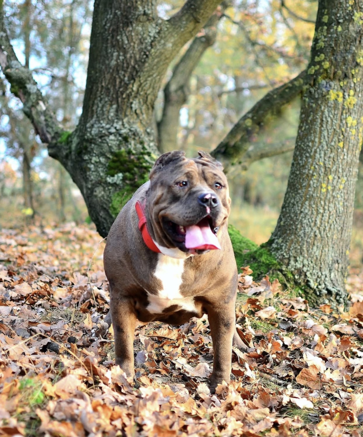 Dog Featured Image