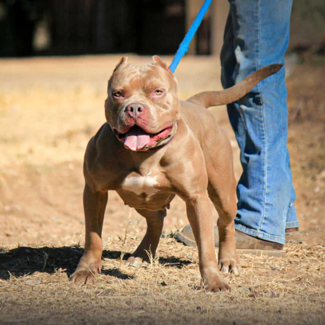 Dog Featured Image