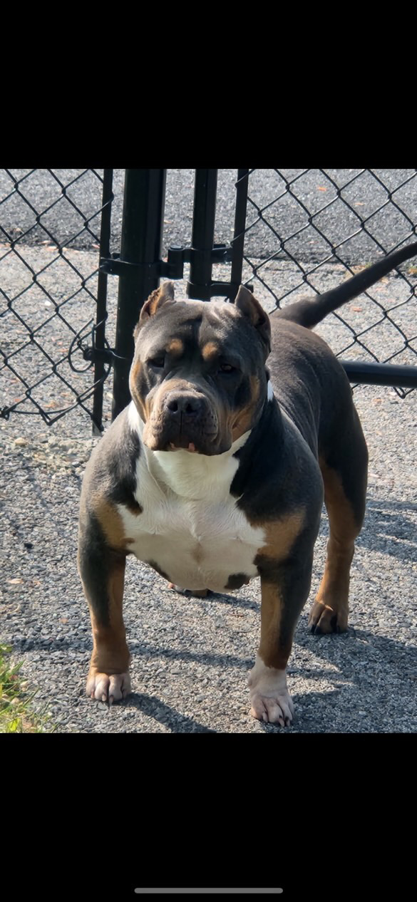 Dog Featured Image