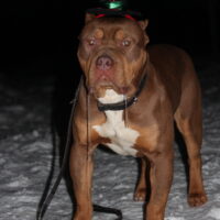 Dog Featured Image
