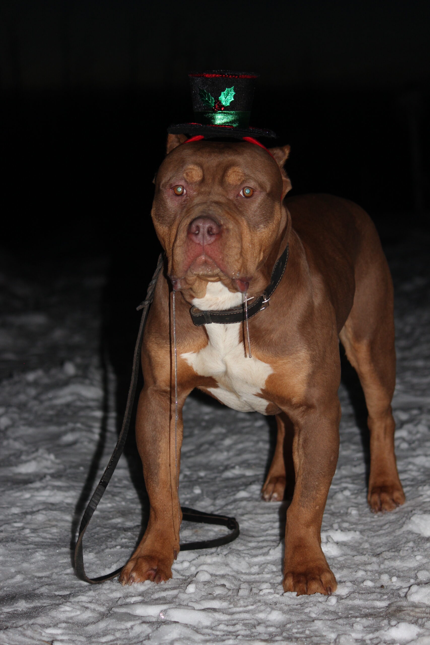 Dog Featured Image