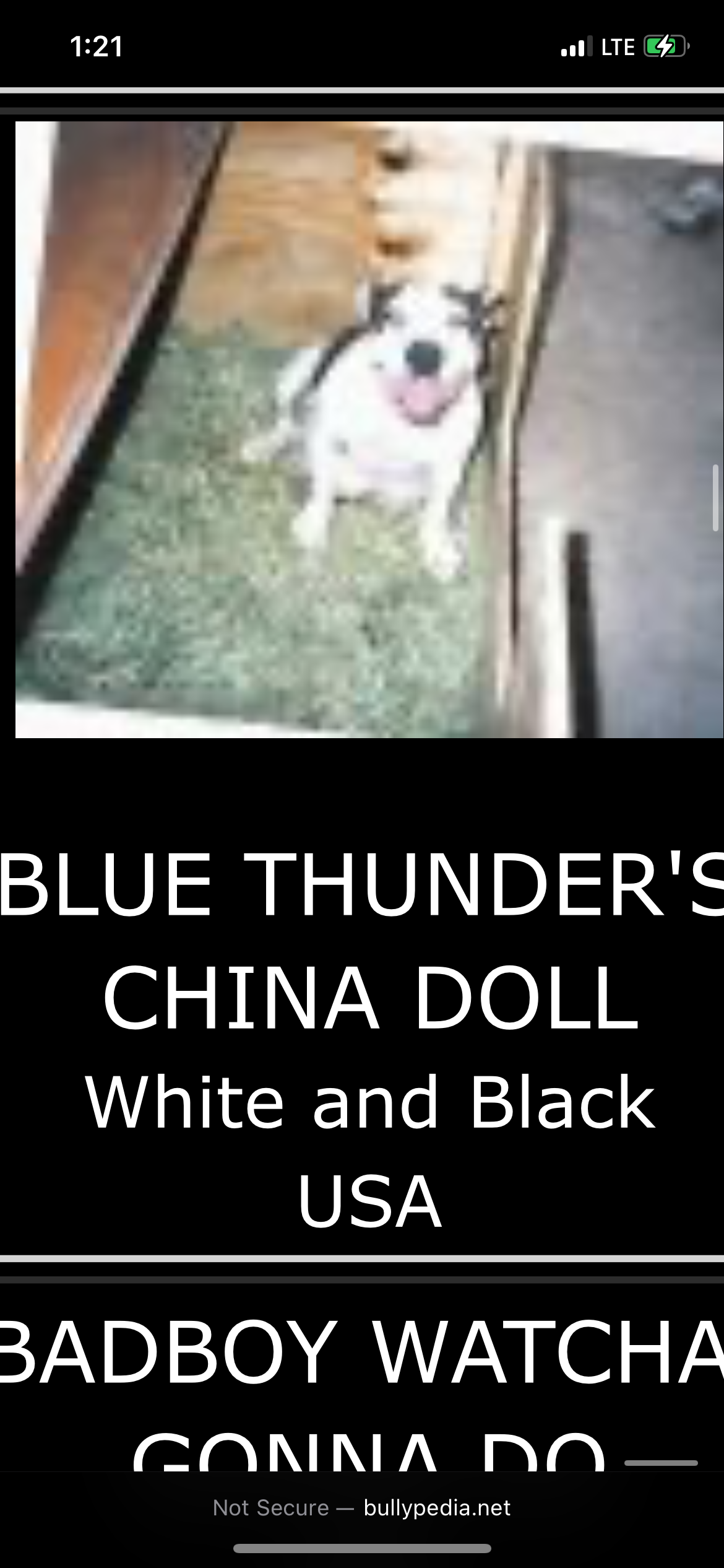Dog Featured Image