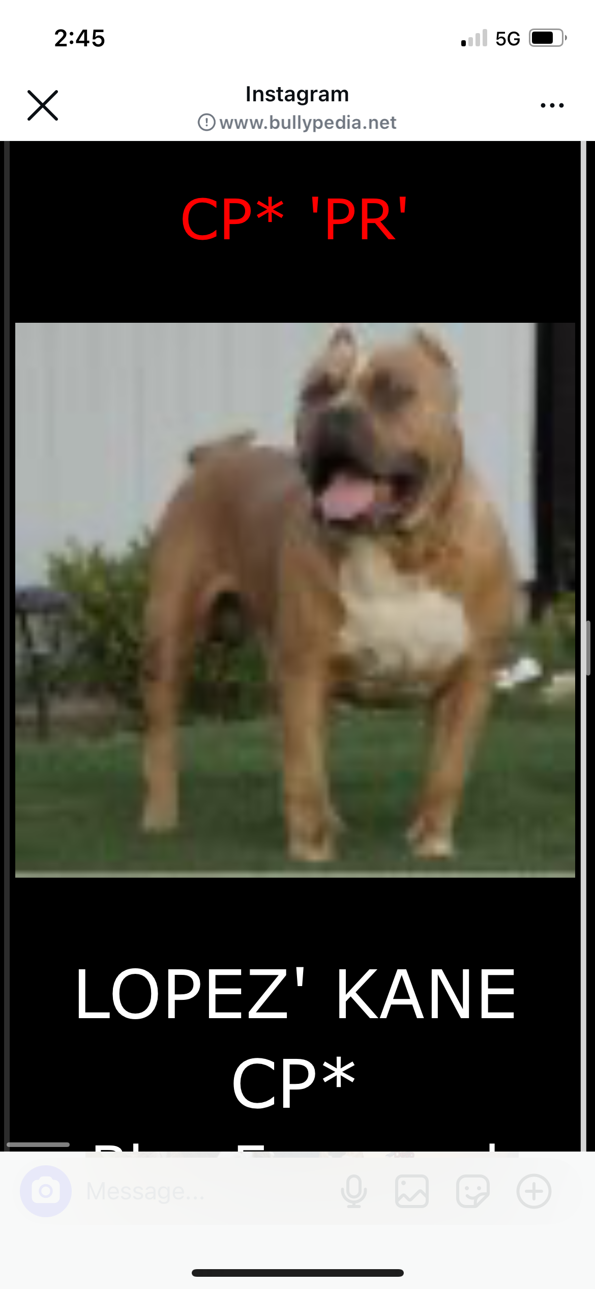 Dog Featured Image