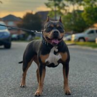Dog Featured Image