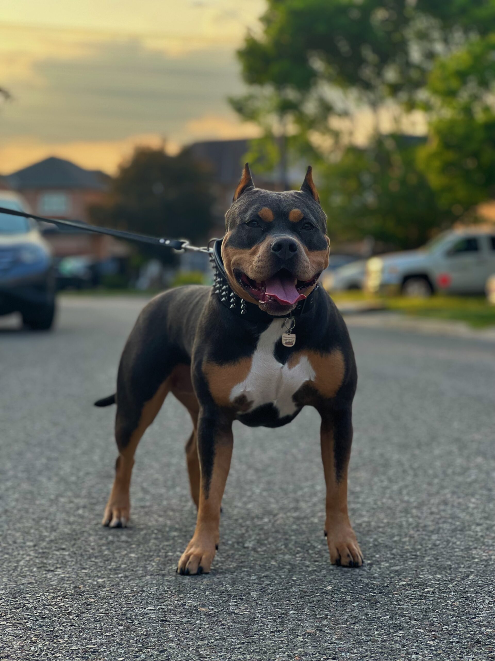 Dog Featured Image