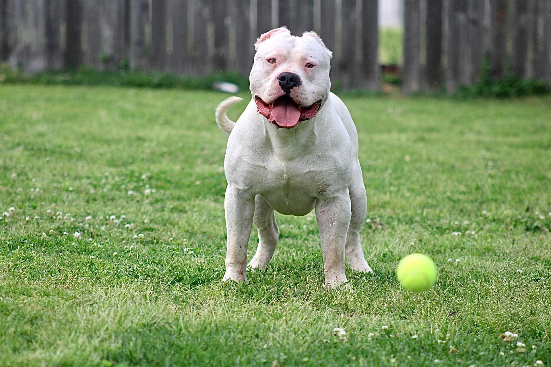Dog Featured Image