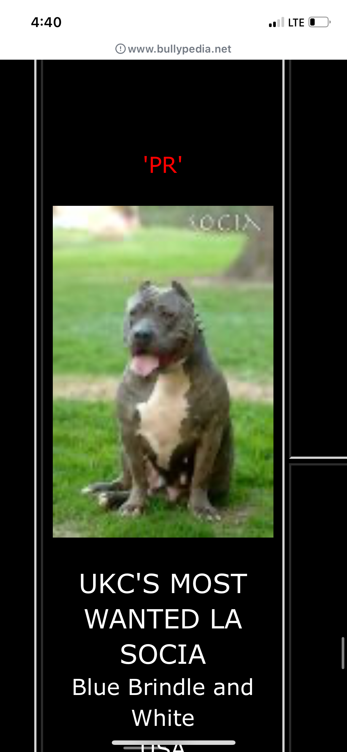 Dog Featured Image