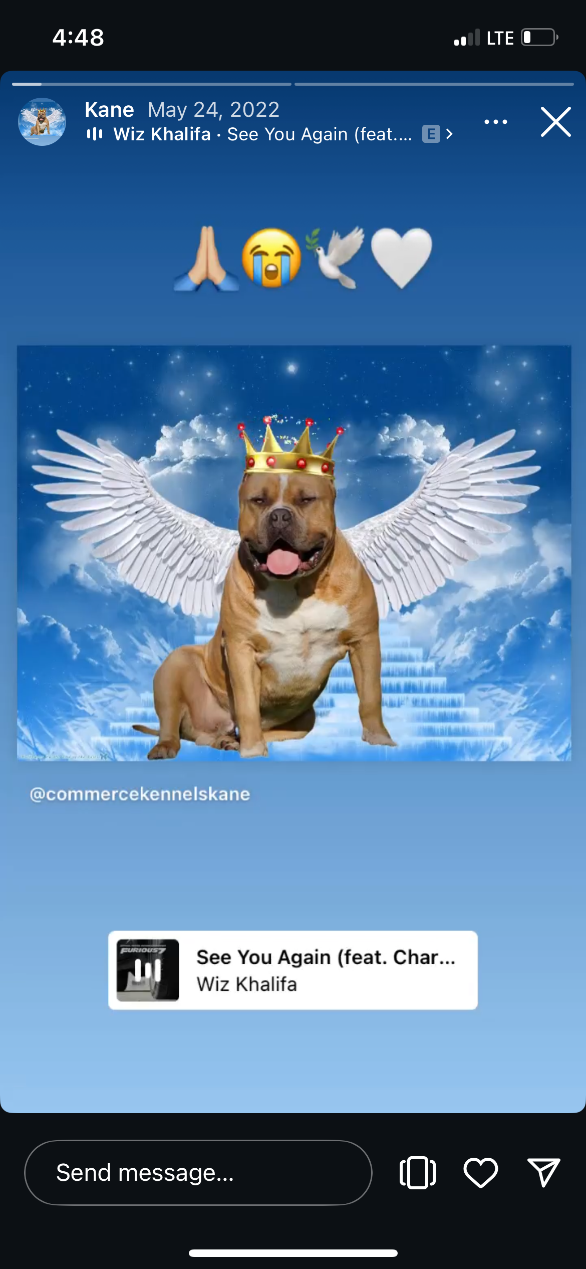 Dog Featured Image