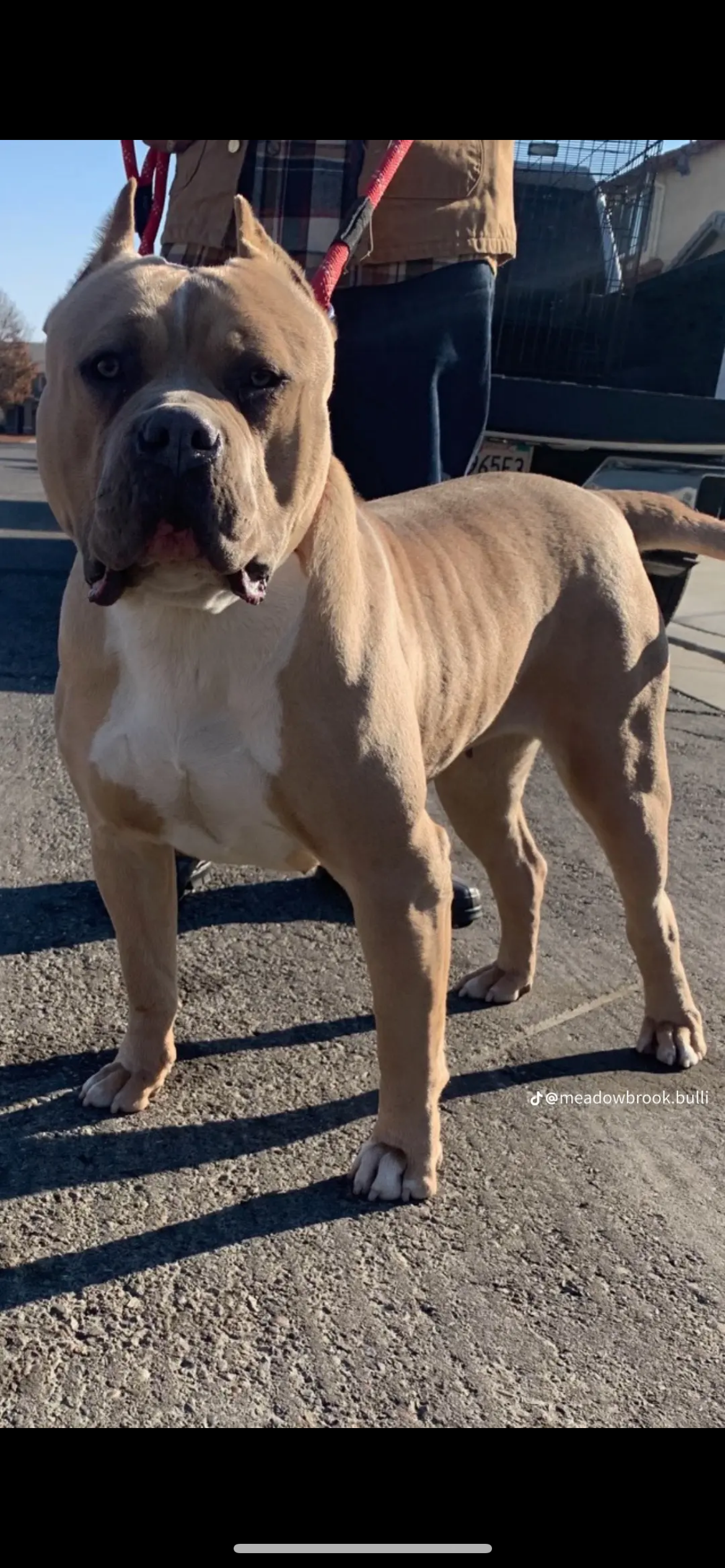 Dog Featured Image