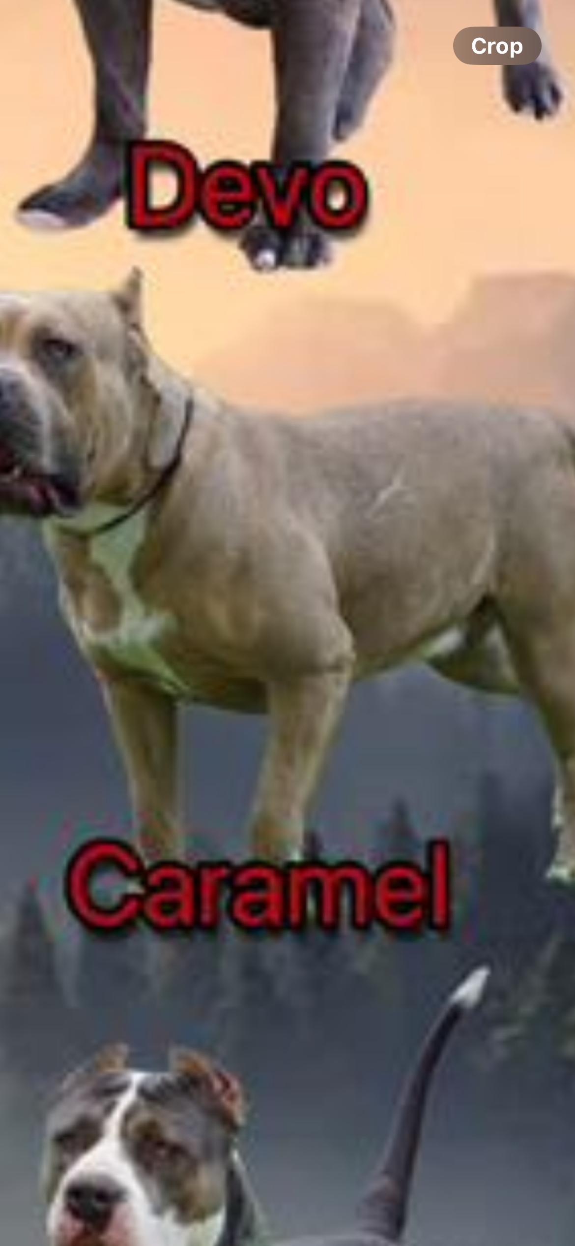 Dog Featured Image