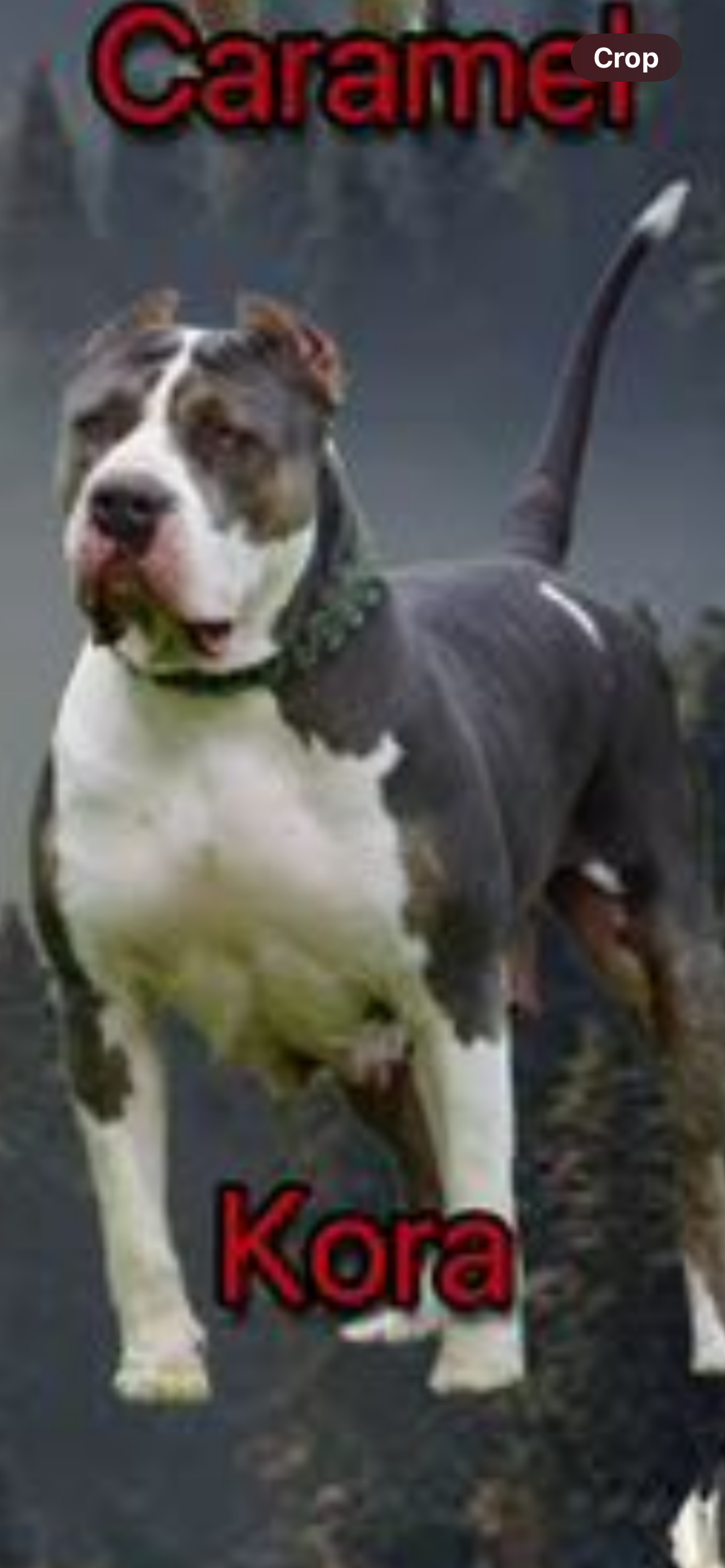 Dog Featured Image