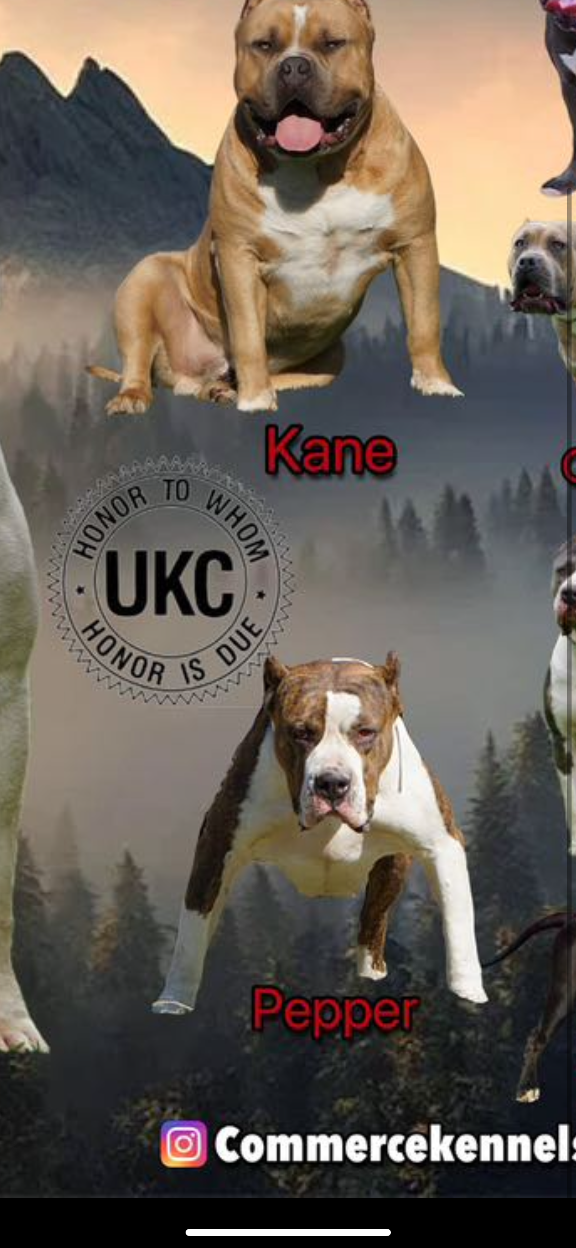 Dog Featured Image