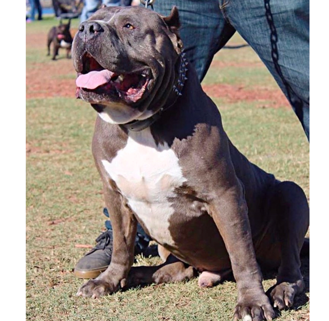 Dog Featured Image