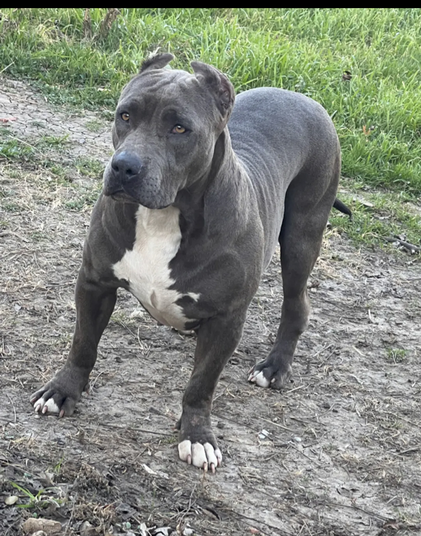 Dog Featured Image