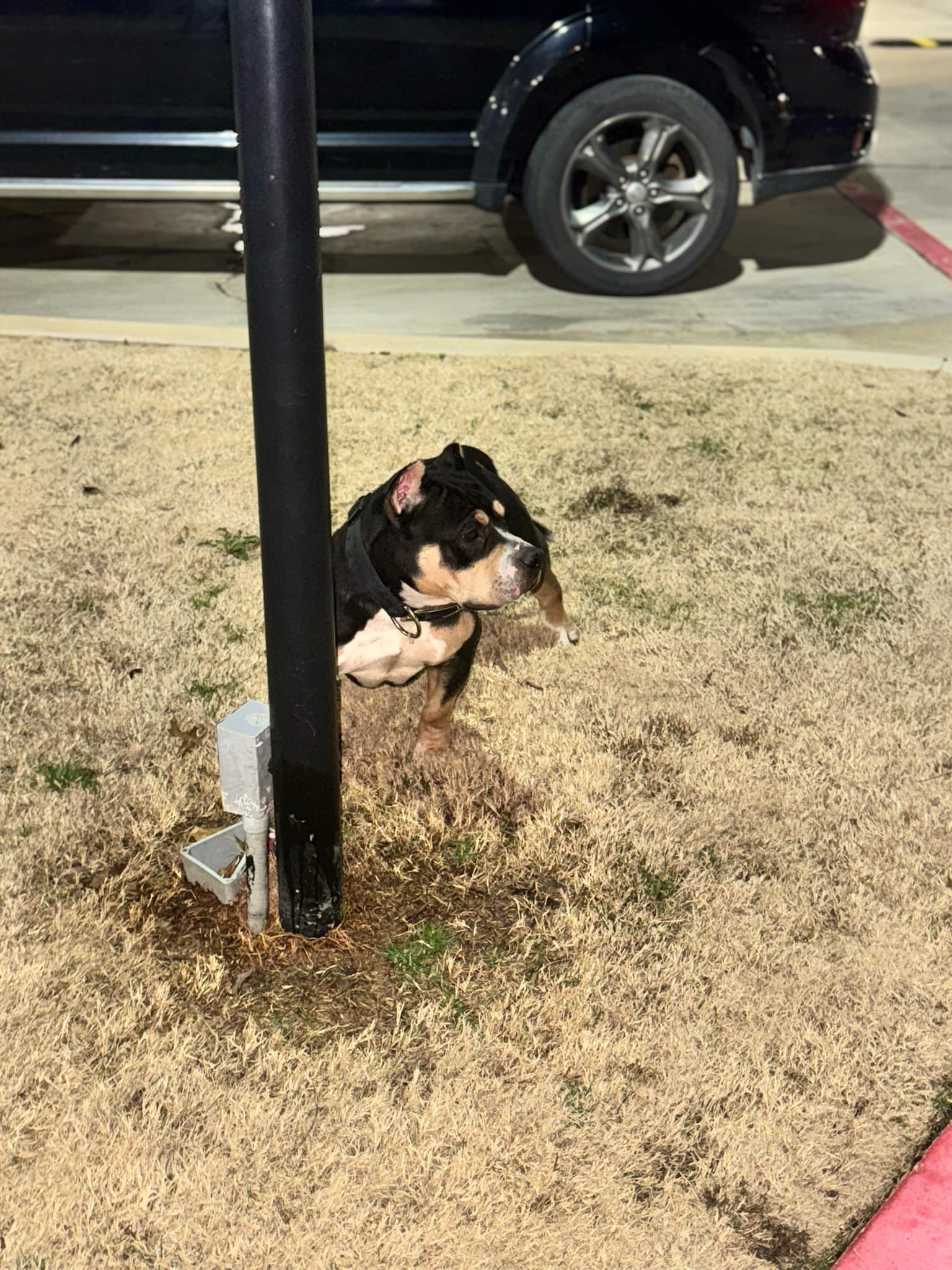 Dog Featured Image