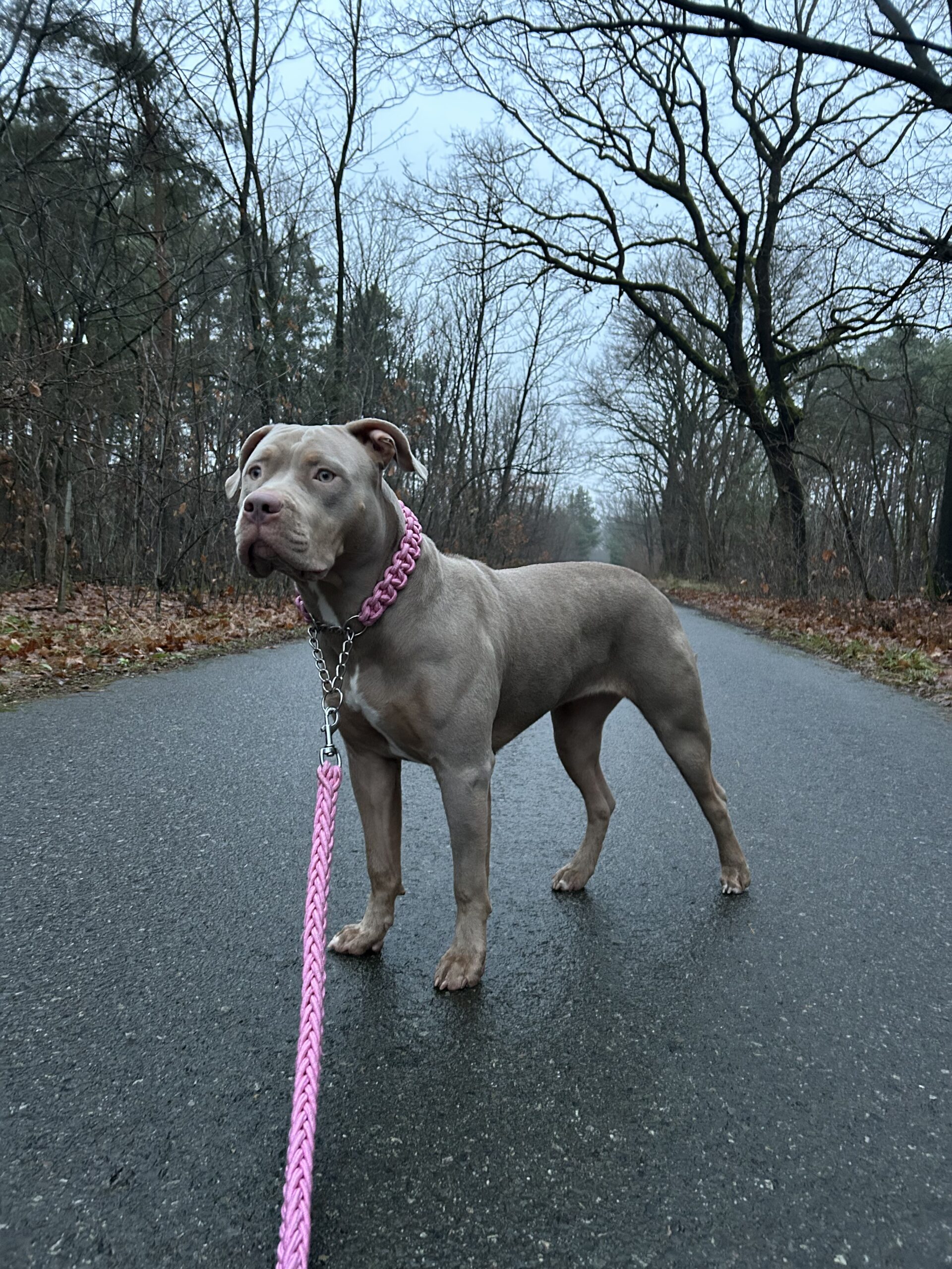 Dog Featured Image