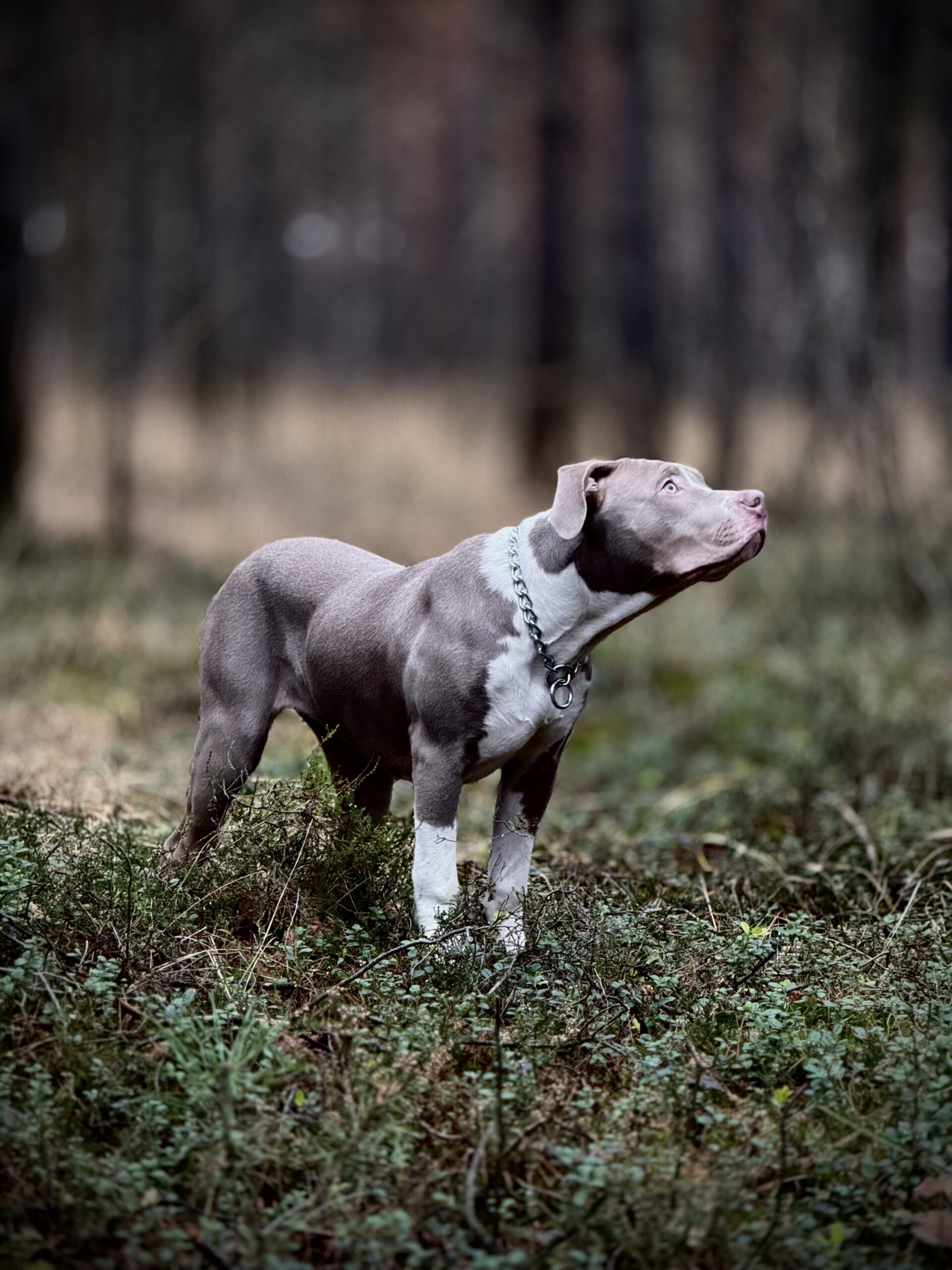 Dog Featured Image