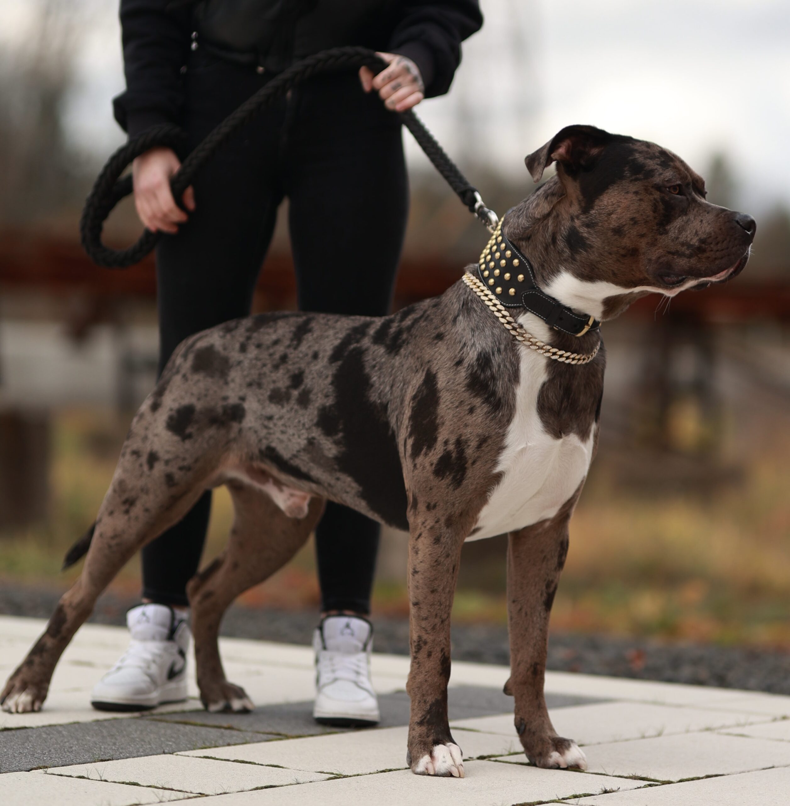 Dog Featured Image