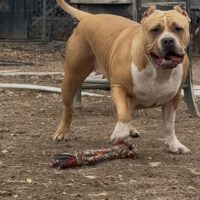 Dog Featured Image