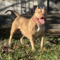 Dog Featured Image