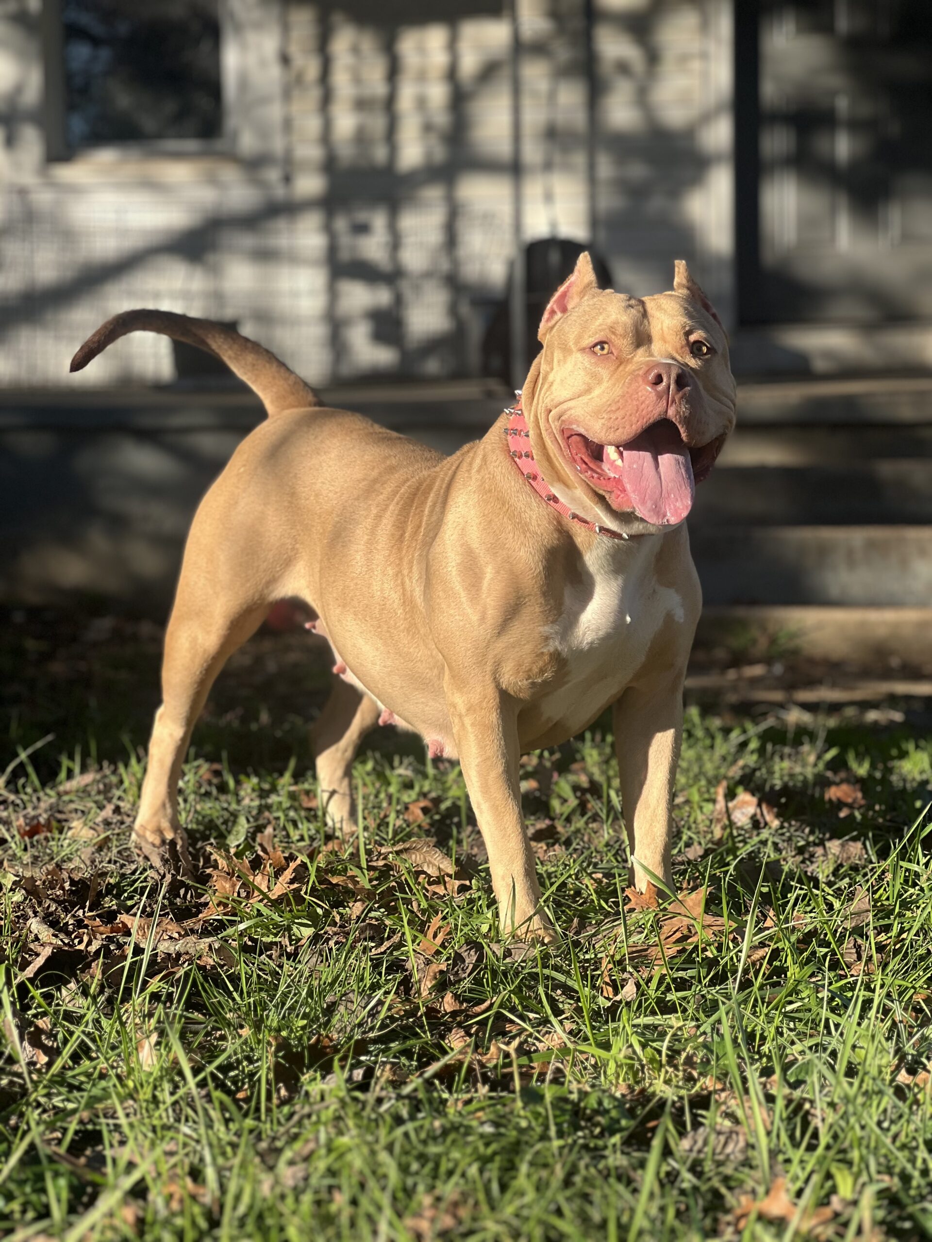 Dog Featured Image
