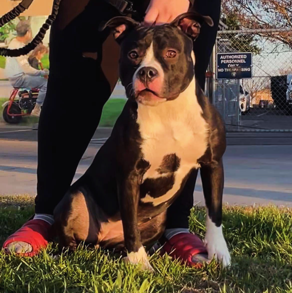 Dog Featured Image
