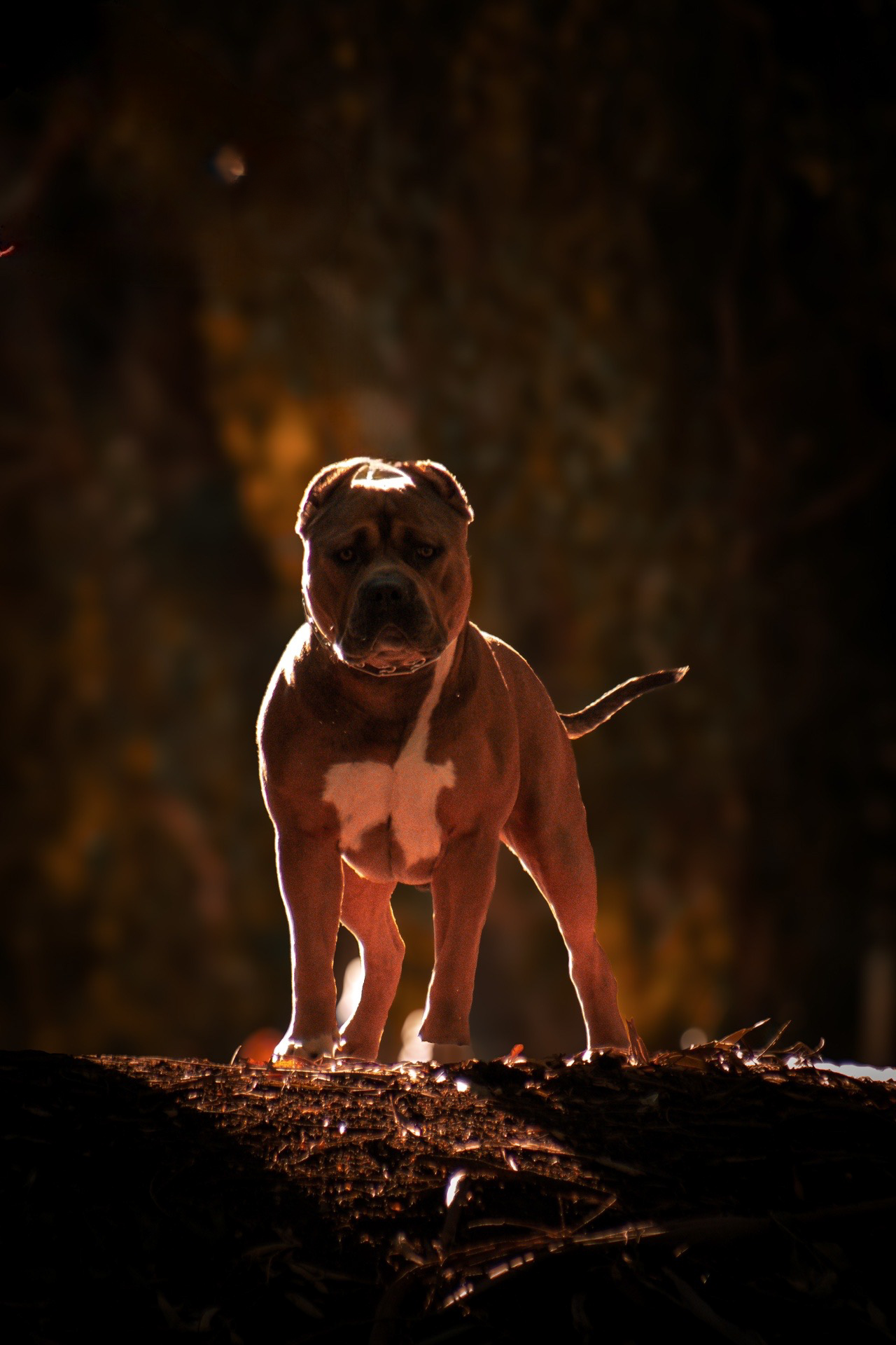 Dog Featured Image