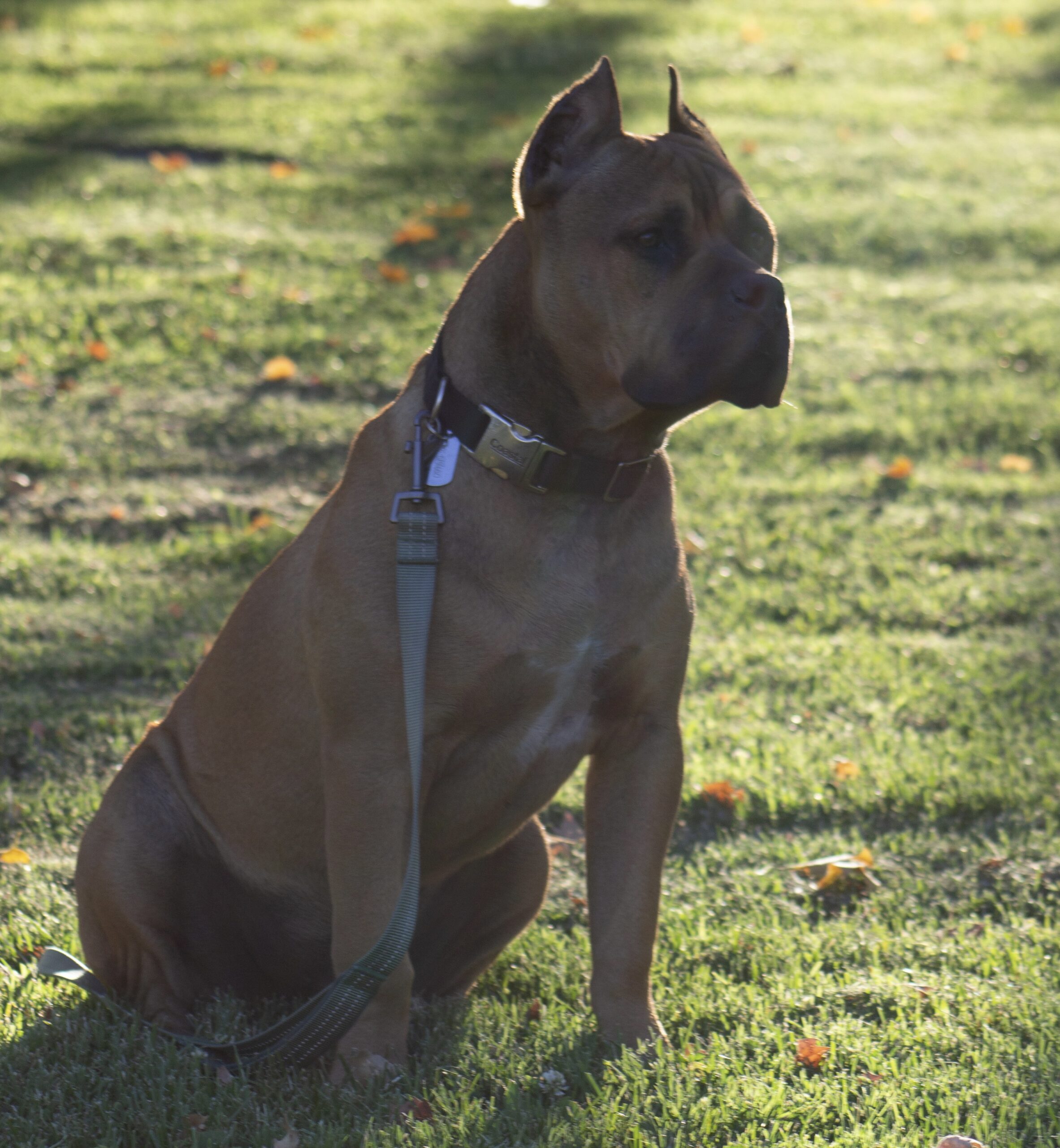 Dog Featured Image