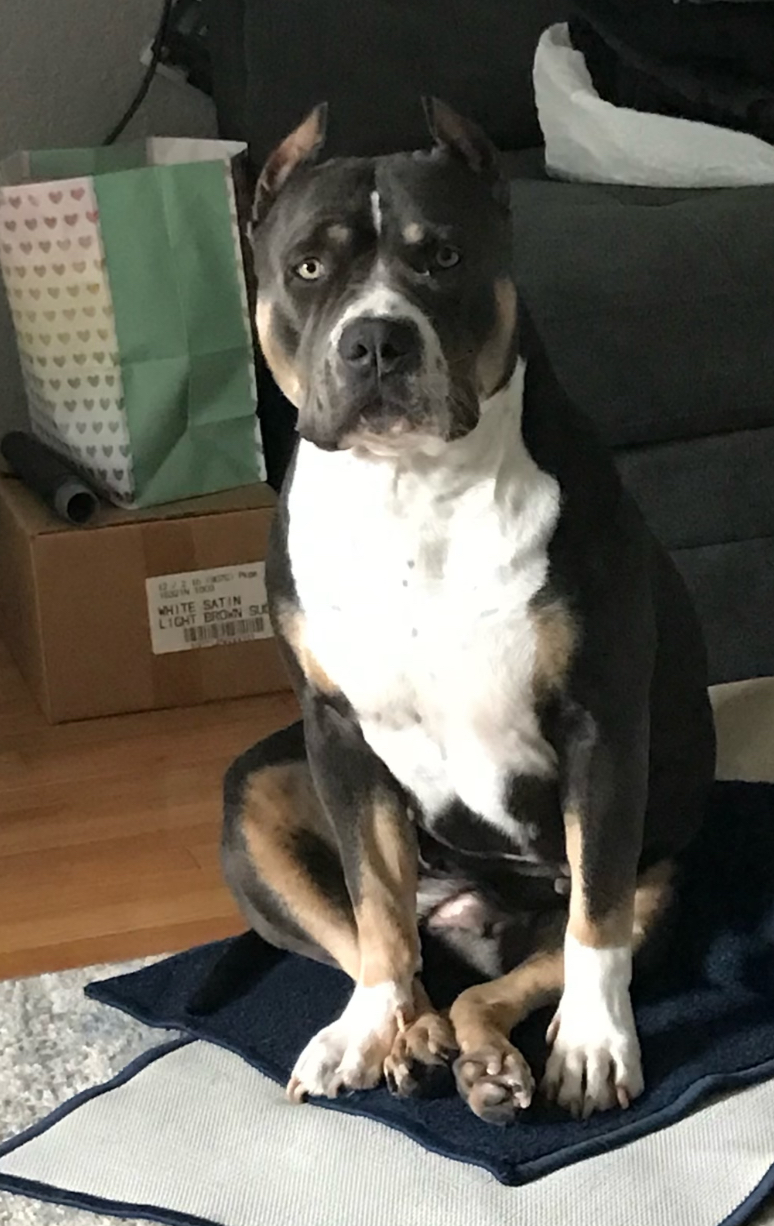 Dog Featured Image