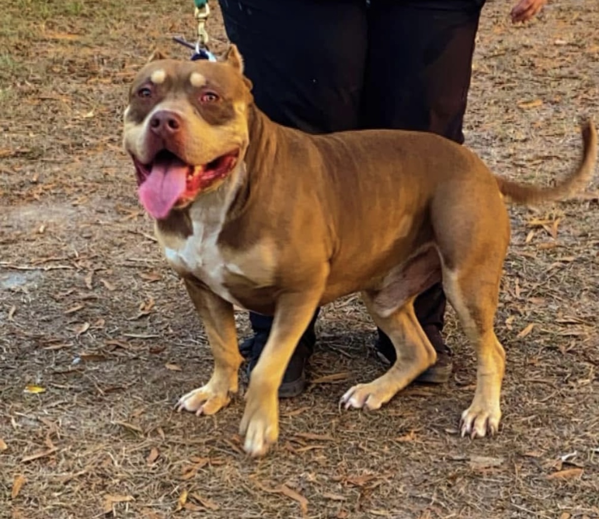 Dog Featured Image