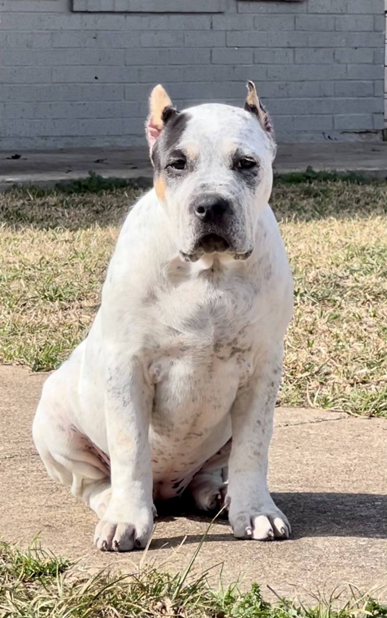 Dog Featured Image