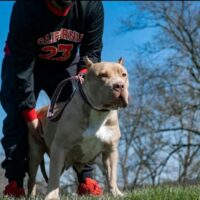 Dog Featured Image