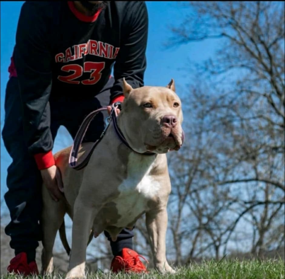 Dog Featured Image