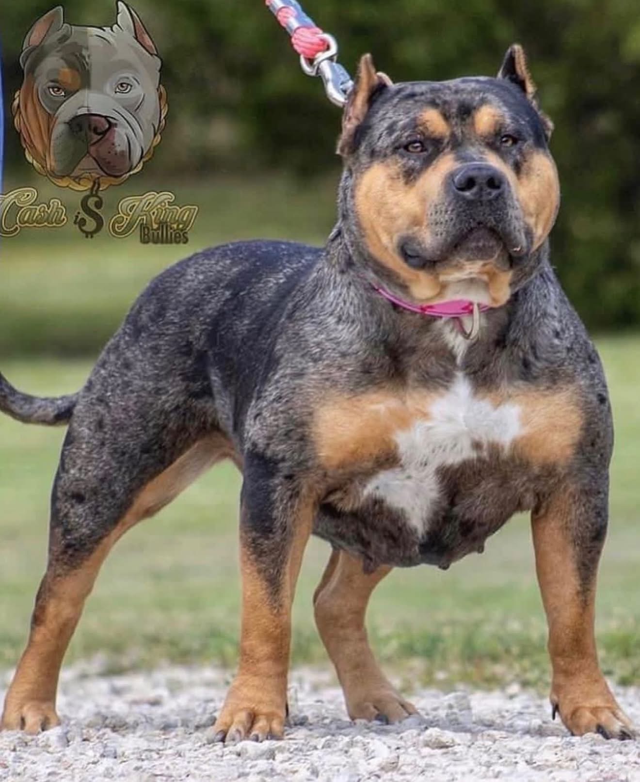 Dog Featured Image