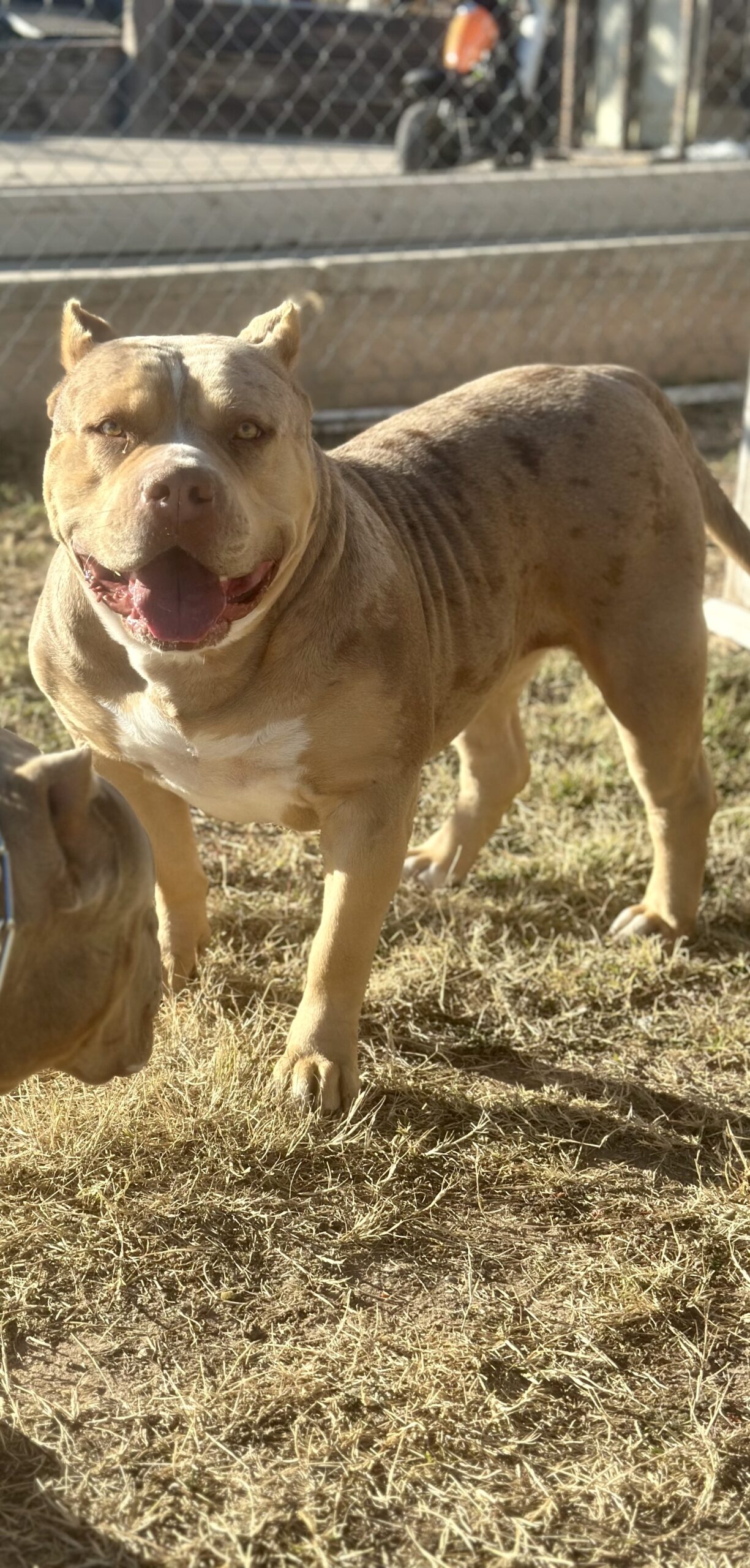 Dog Featured Image
