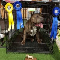 Dog Featured Image