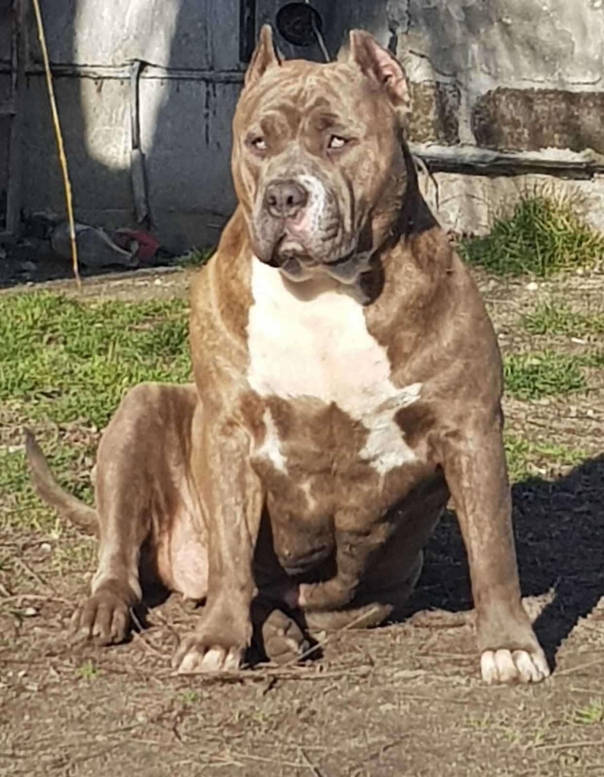 Dog Featured Image