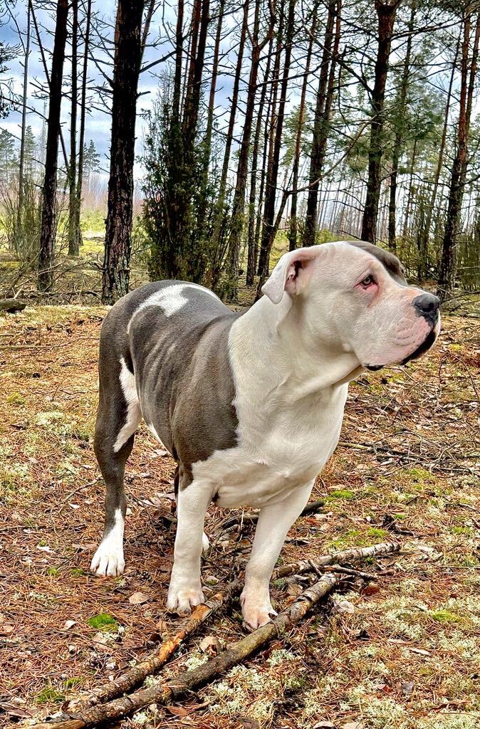 Dog Featured Image