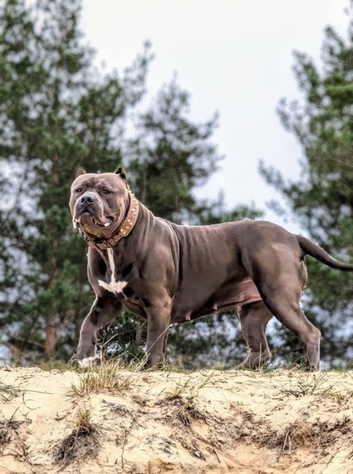 Dog Featured Image