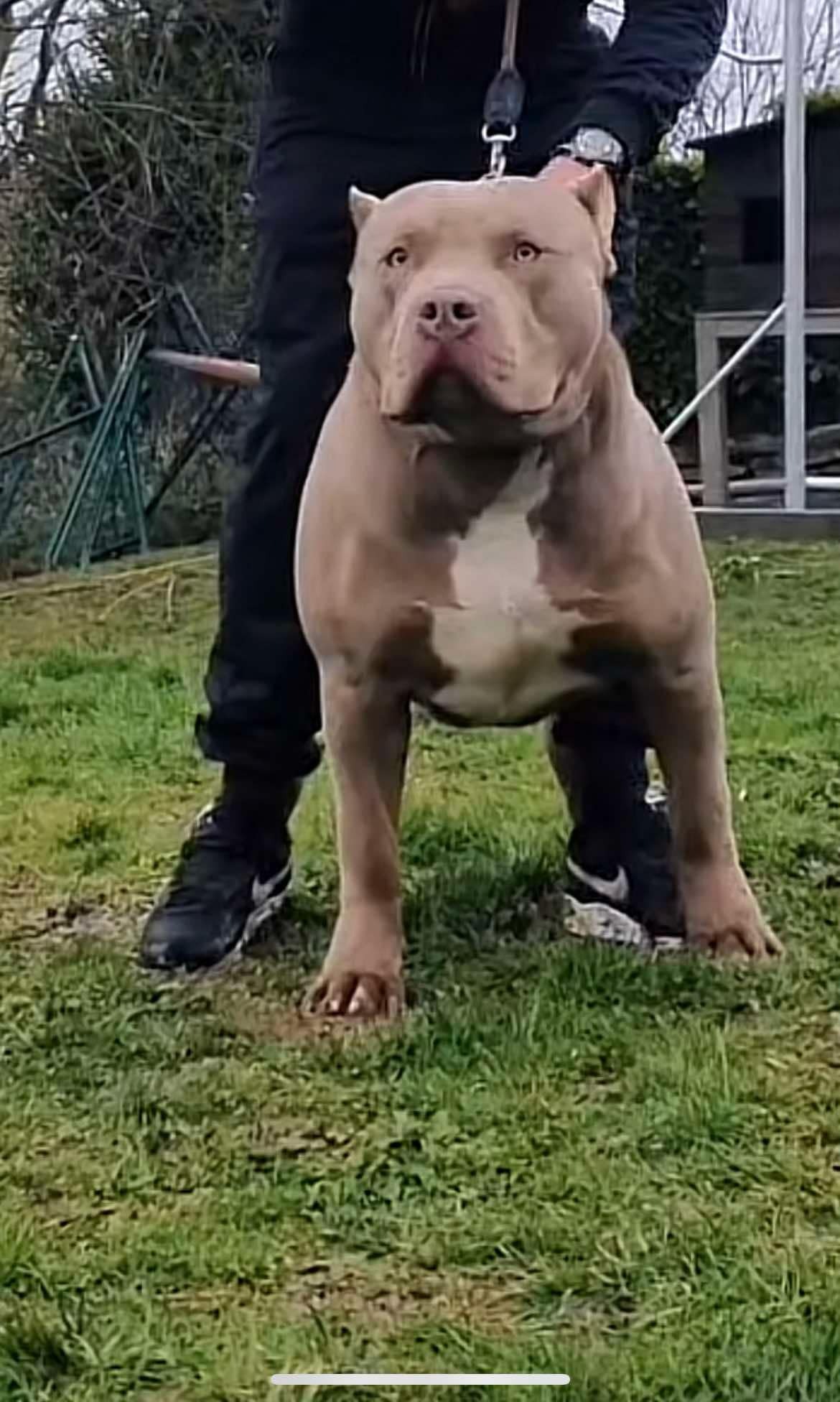 Dog Featured Image