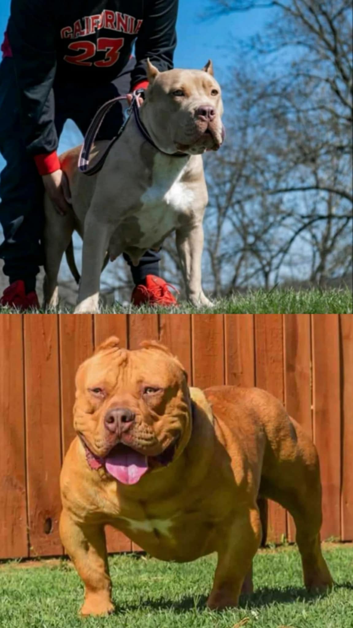 Dog Featured Image