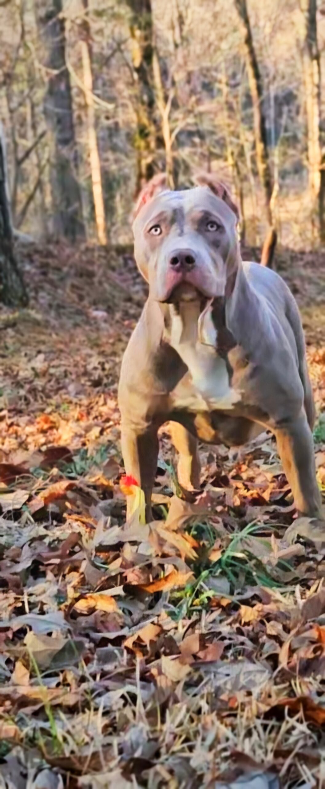 Dog Featured Image